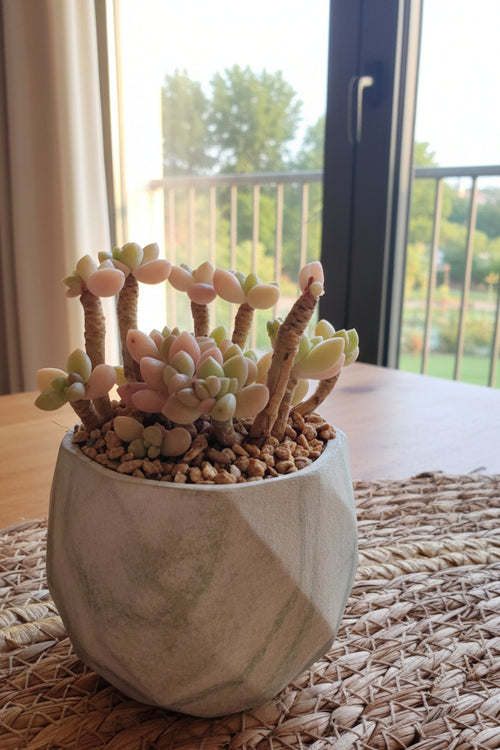 Classic Marble Green Planter – Graptopetalum 'Mirinae' - SlowBloomGreens