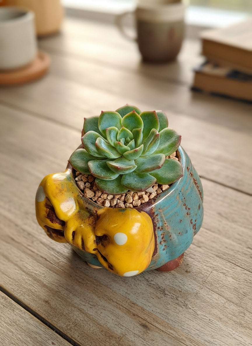 Succulent Blue Polka Dot Bow Planter – Echeveria Moranii