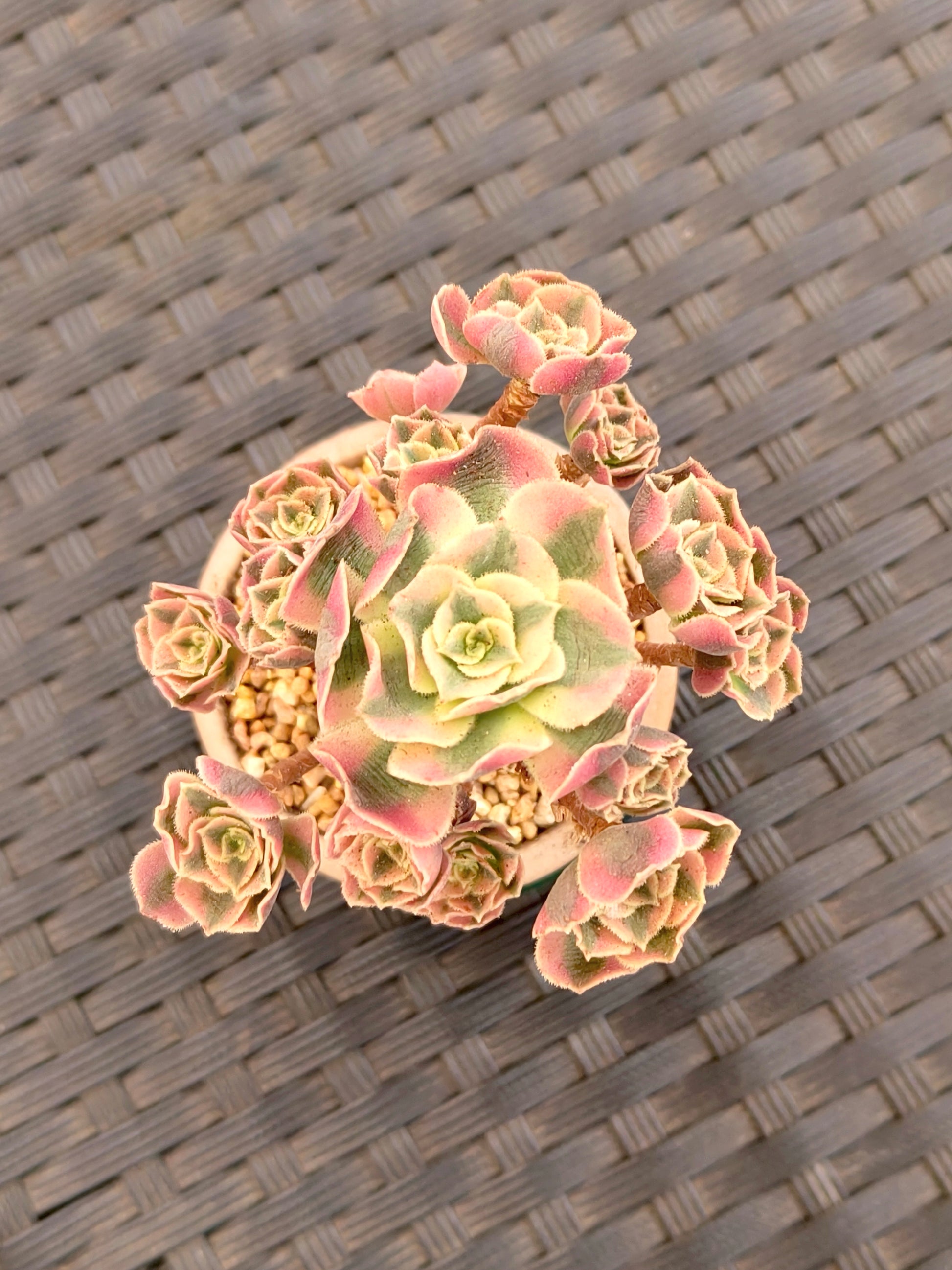 Succulent Rustica Emerald Planter - Aeonium 'Sunburst' - SlowBloomGreens