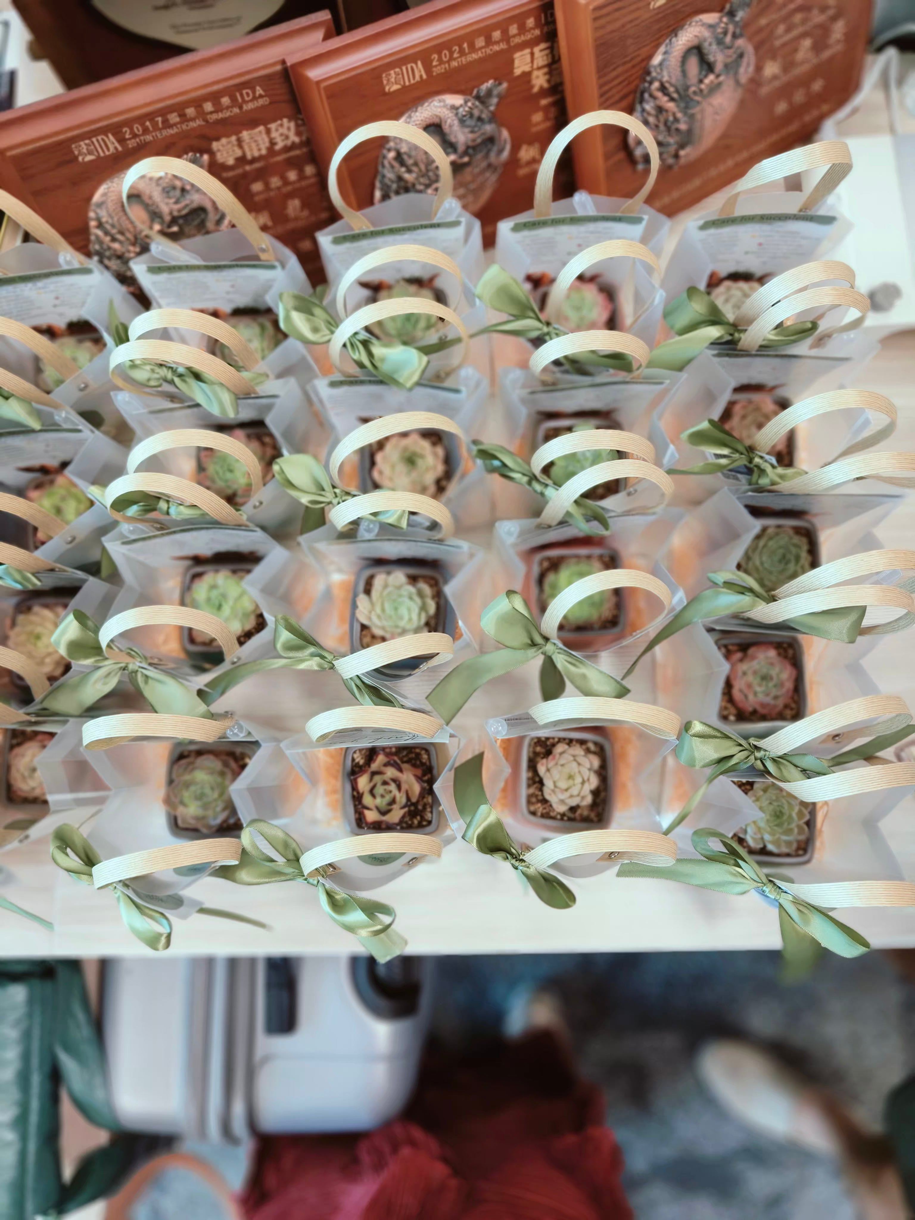 Succulent Serene Square Pots- Gift Favors (6 in a set) - SlowBloomGreens