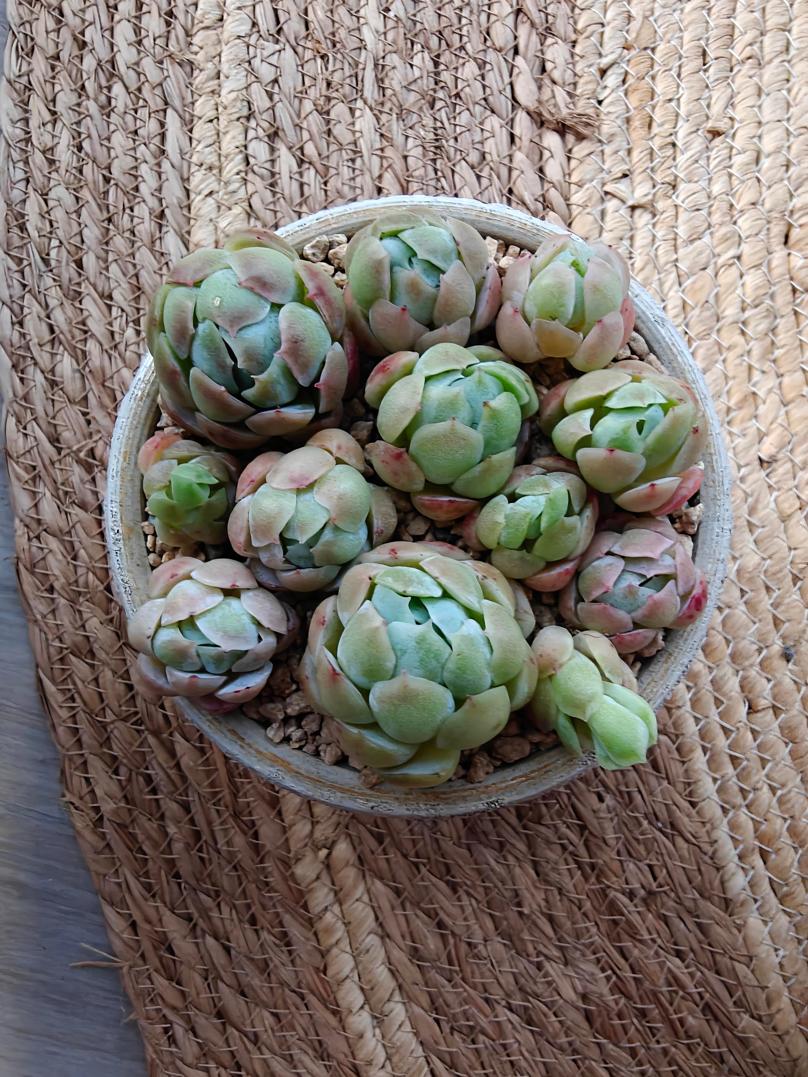raspberry ice succulent Succulent Moonlit White Planter – Echeveria elegans 'Raspberry Ice' – SlowBloomGreens