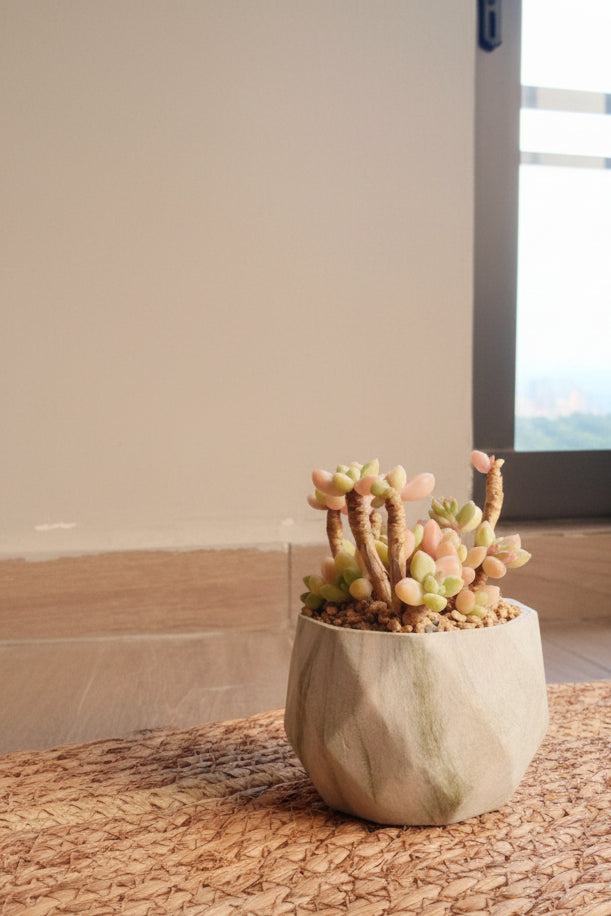 Classic Marble Green Planter – Graptopetalum 'Mirinae' - SlowBloomGreens