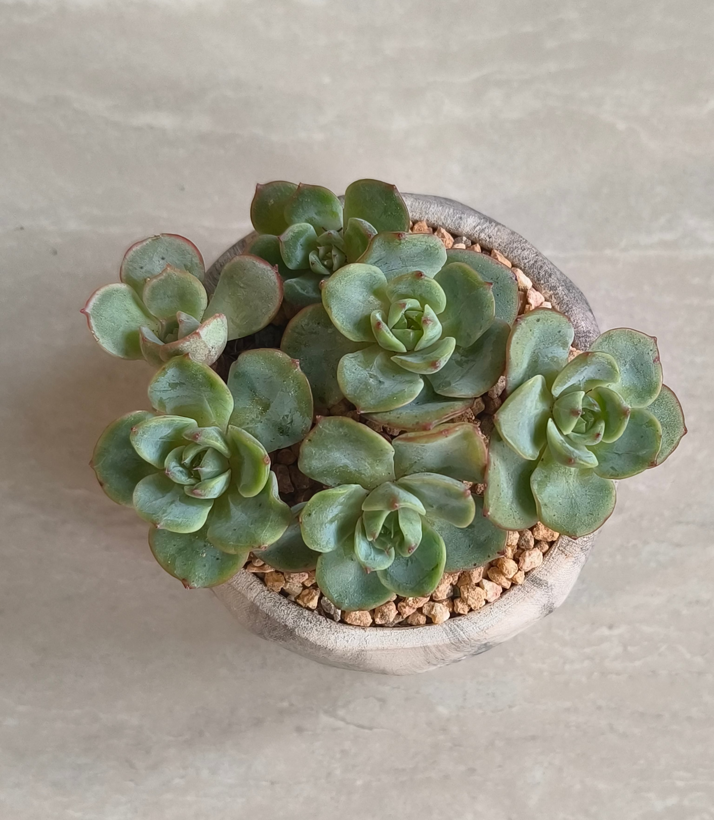 Succulent Classic Marble Grey Planter - Echeveria Elegans