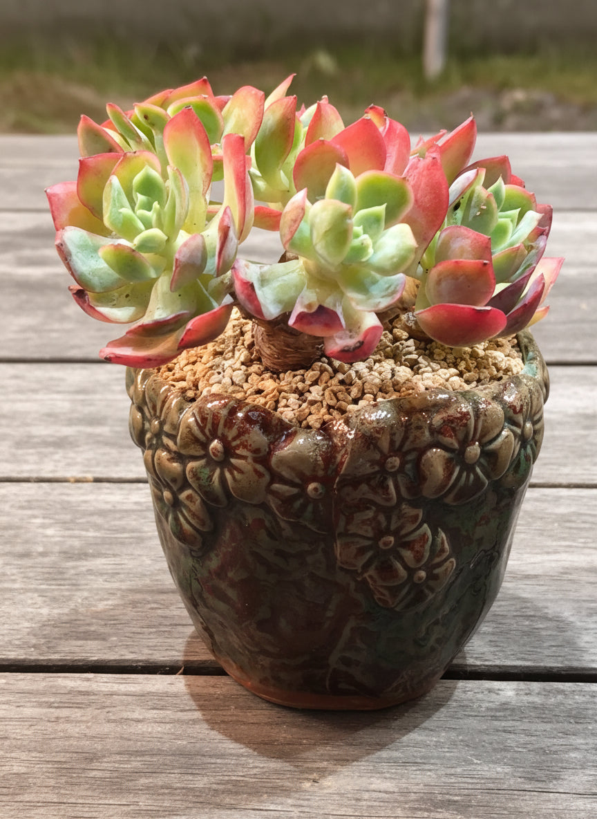 Succulent Rustica Flora Planter – Echeveria 'Silk Veil' - SlowBloomGreens