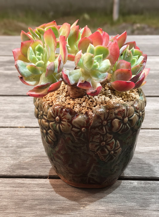 Succulent Rustica Flora Planter – Echeveria 'Silk Veil'