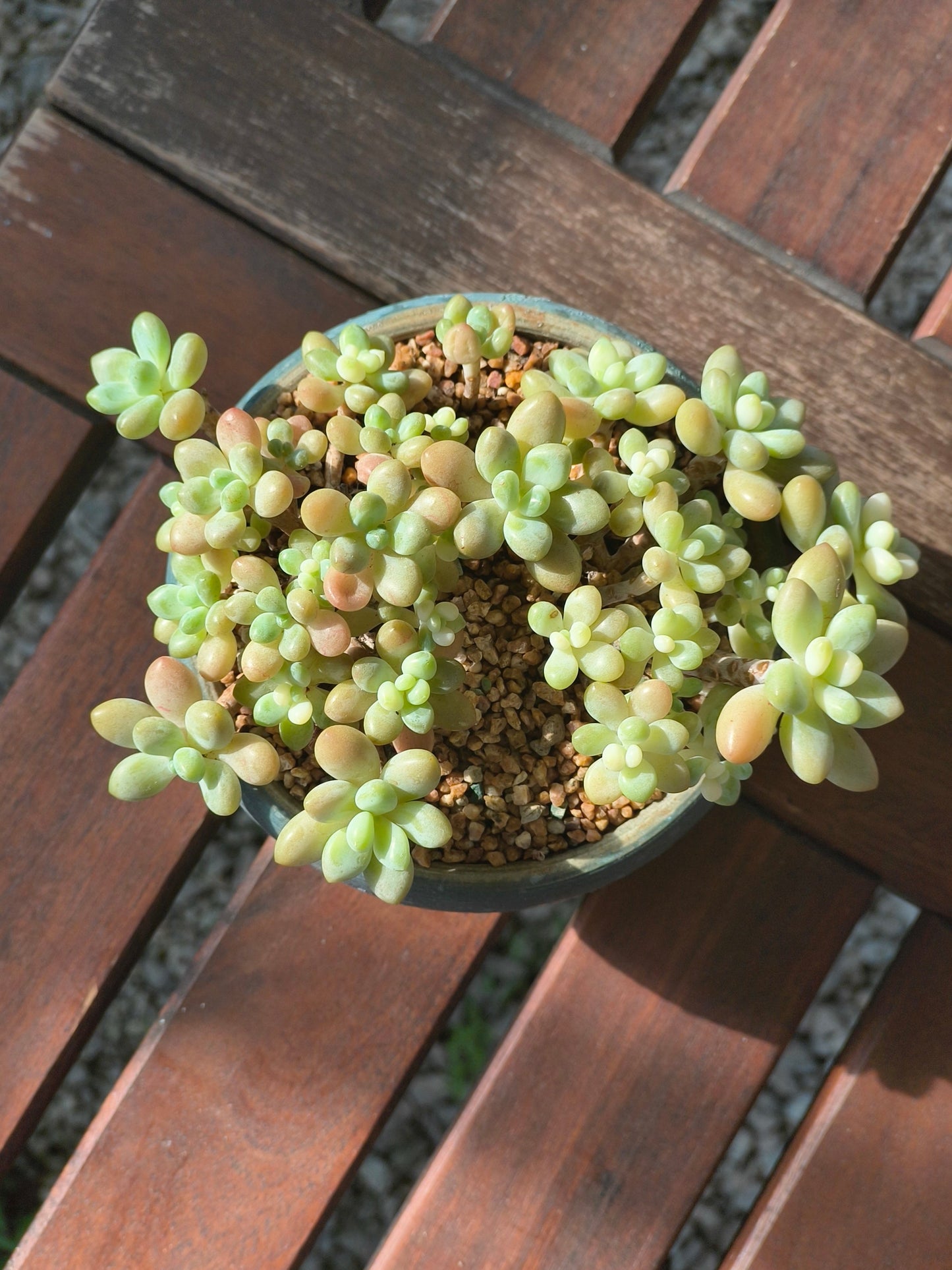 Succulent Moonlit Bloom Planter – Blue-Green with Graptopetalum Mendoza - SlowBloomGreens