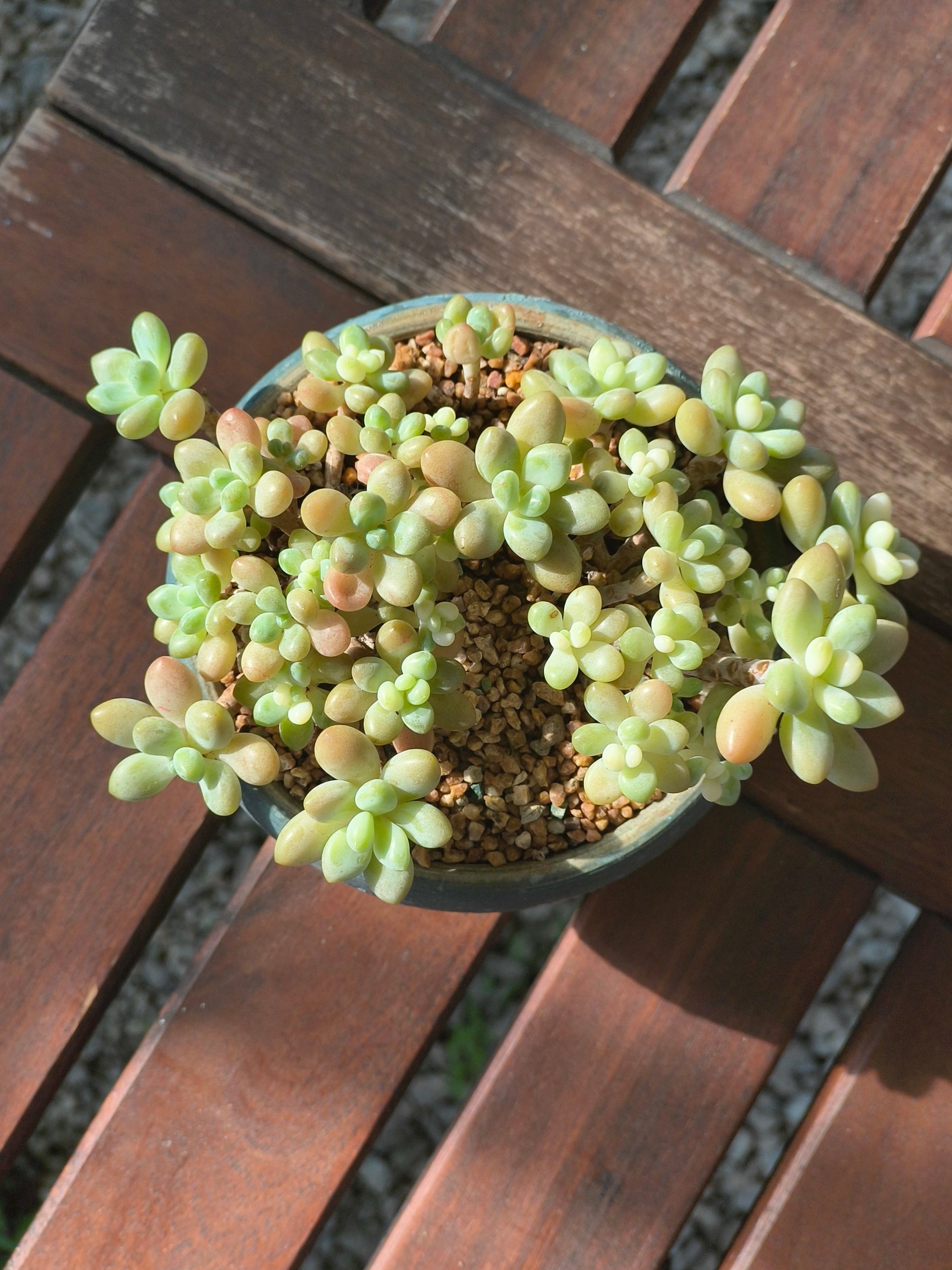 Succulent Moonlit Bloom Planter – Blue-Green with Graptopetalum Mendoza - SlowBloomGreens