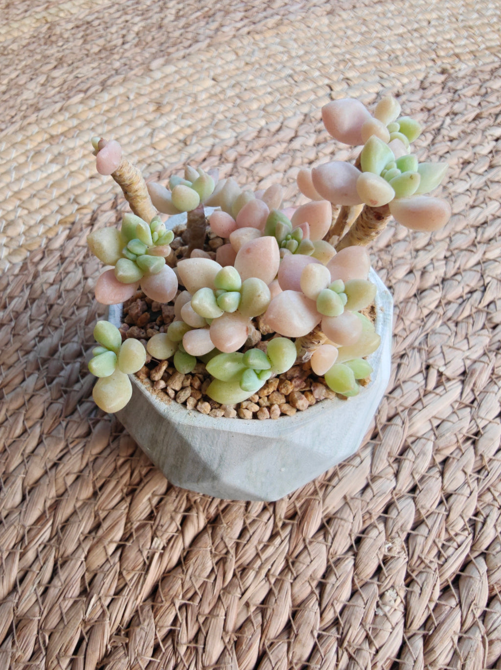 Classic Marble Green Planter – Graptopetalum 'Mirinae' - SlowBloomGreens