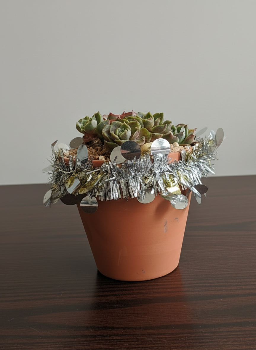 Succulent Simply Blessed Festive Terracotta (L) - Assorted Succulent - SlowBloomGreens