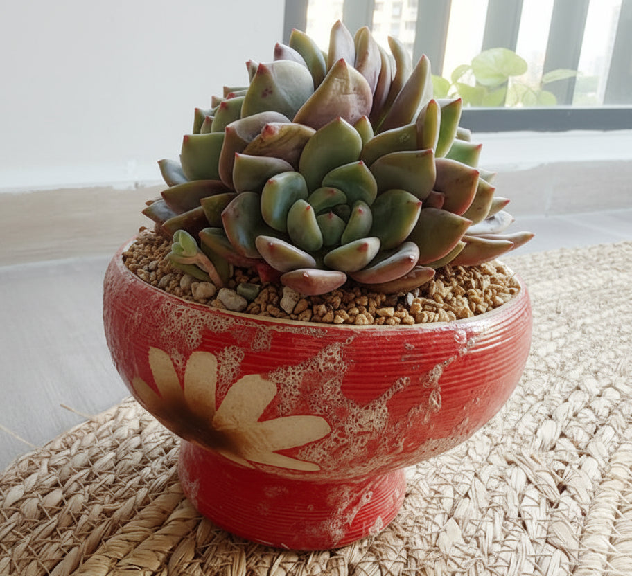 Succulent Moonlit Red Planter – Echeveria hybrid (huge) - SlowBloomGreens