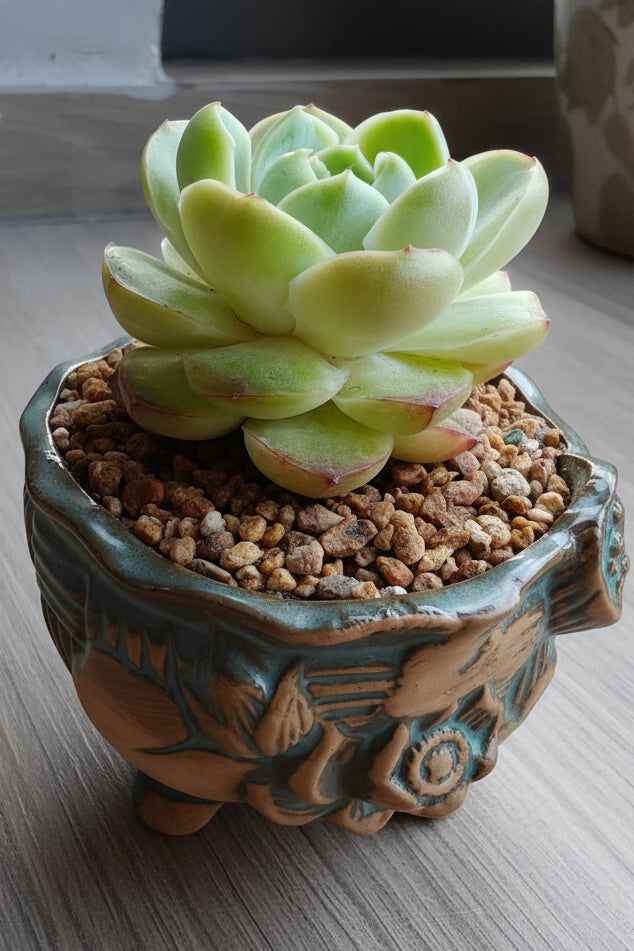 Vintage Teal Succulent Planter – Echeveria Elegans