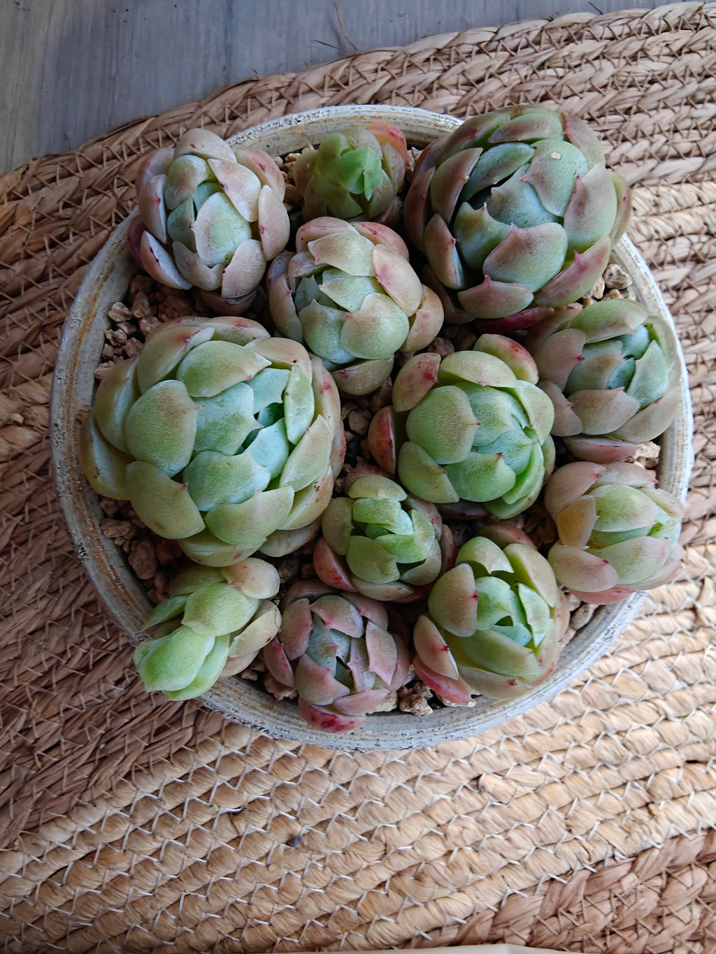 Succulent Moonlit White Planter – Echeveria elegans 'Raspberry Ice' - SlowBloomGreens