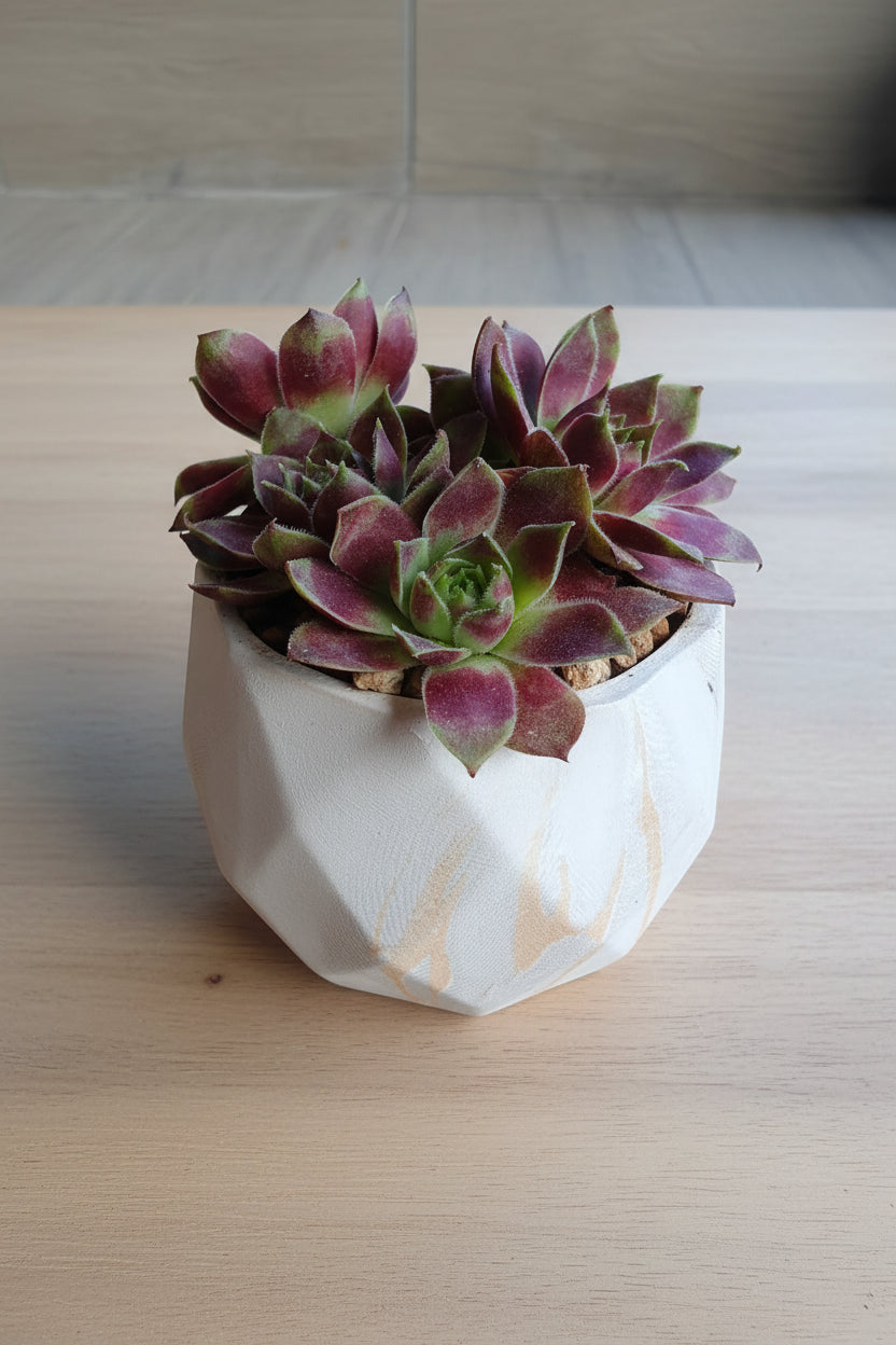 Classic Marble Gold Planter – Sempervivum 'Stansfieldii' (Hens & Chicks') - SlowBloomGreens
