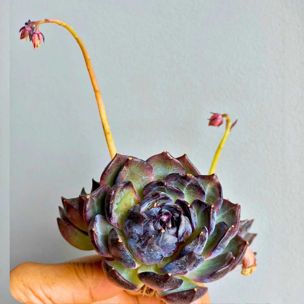 Echeveria ‘Black Prince’ – Large 3-Headed Cluster - SlowBloomGreens