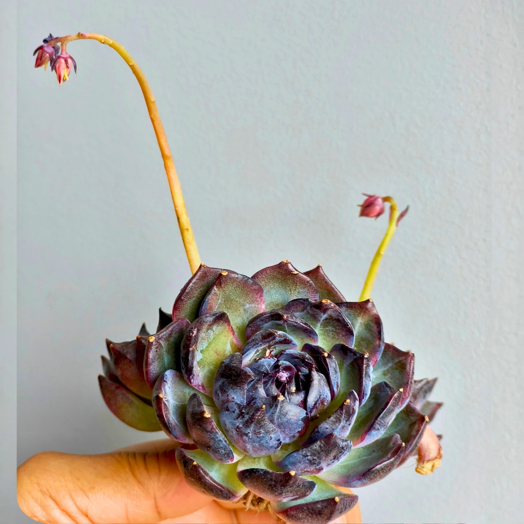 Echeveria ‘Black Prince’ – Large 3-Headed Cluster