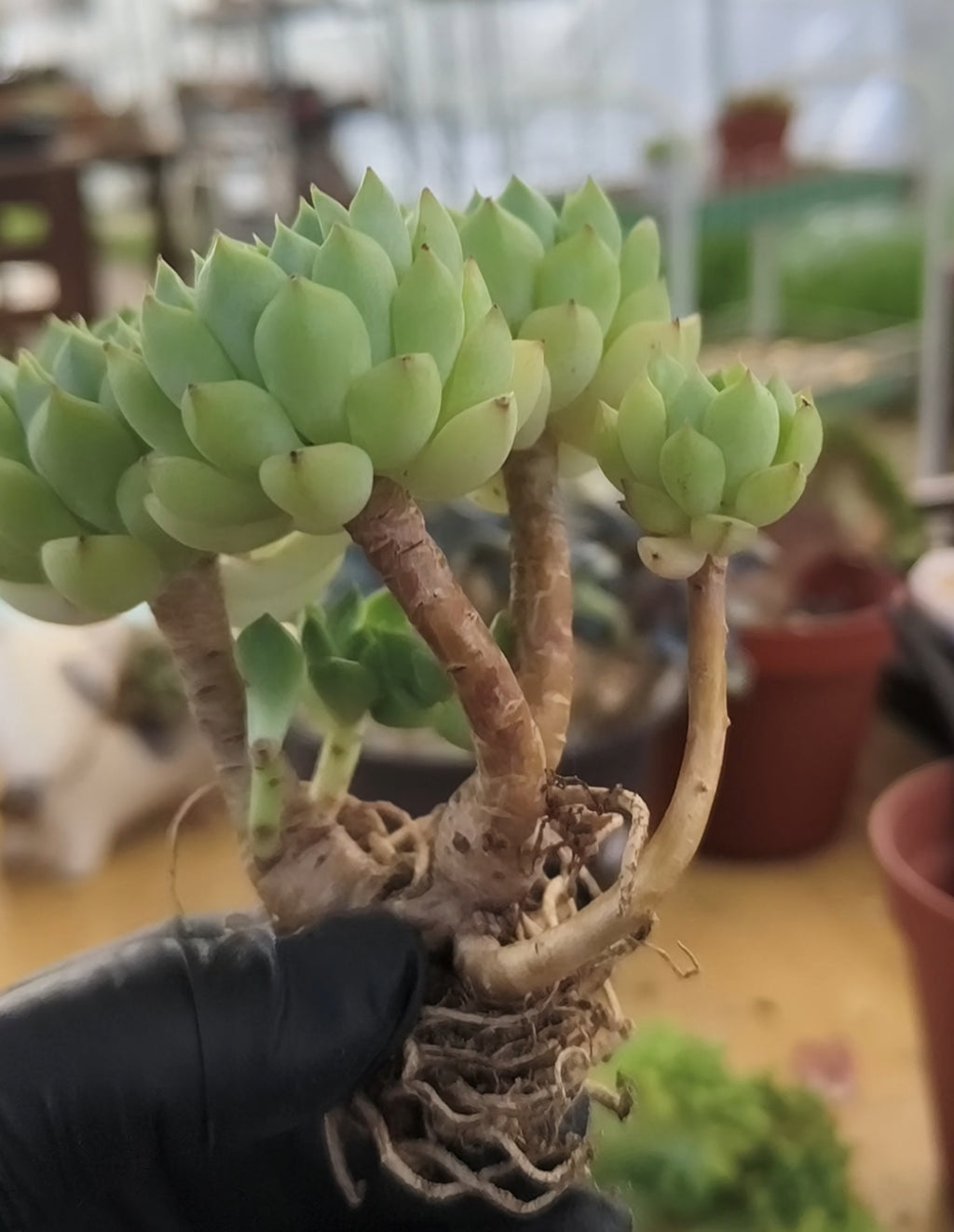 Succulent Starter Planter - Echeveria 'Lime n Chili' - SlowBloomGreens