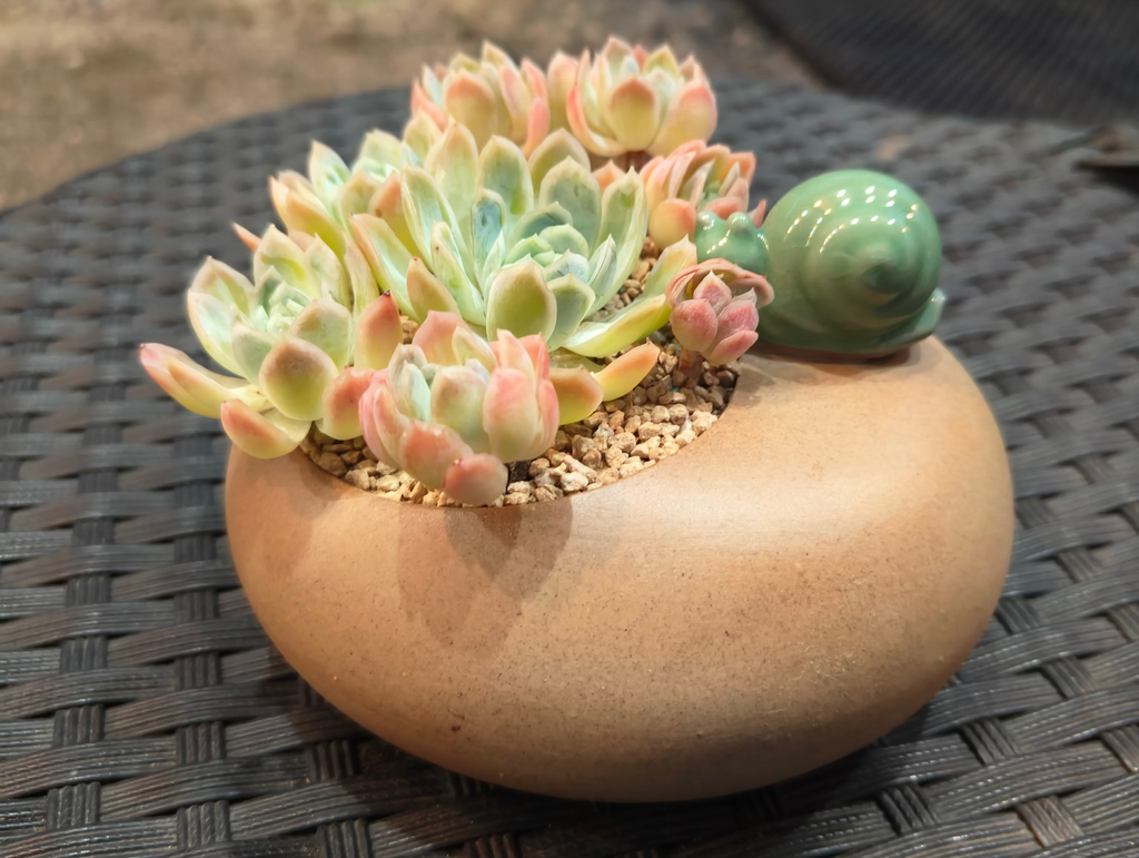 Succulent Snail Planter – Echeveria Suryeon - SlowBloomGreens