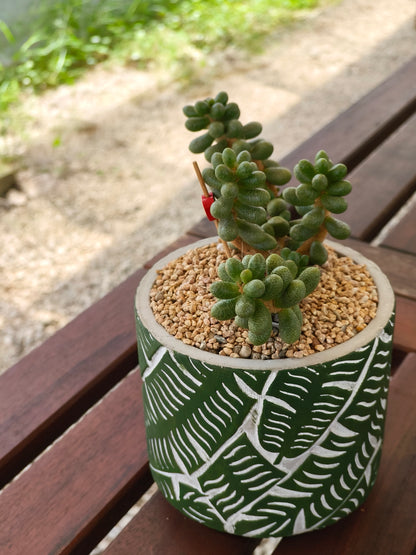 Succulent Whispering Leaves Planter – Sedum Hernandezii *Rare