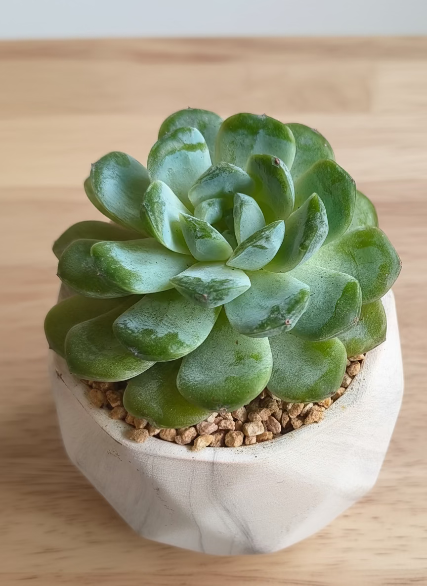 Succulent Classic Marble Ash Planter – Echeveria Ice Green