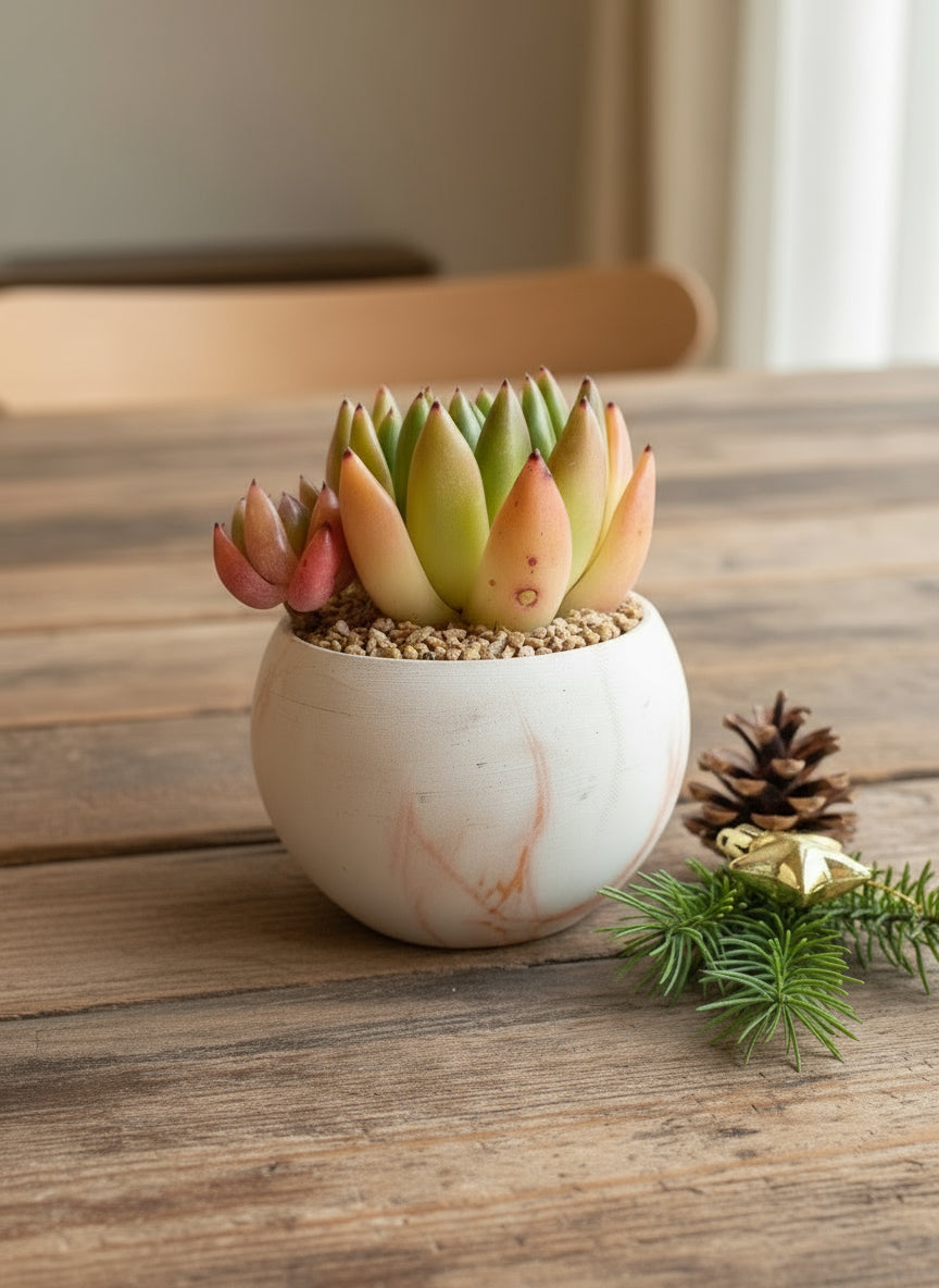 Succulent Elegant Round Orange Planter – Lipstick Echeveria
