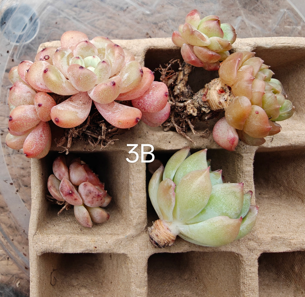 Bare Root Succulent Variety Pack – Choose 3 / 4 / 5 Types