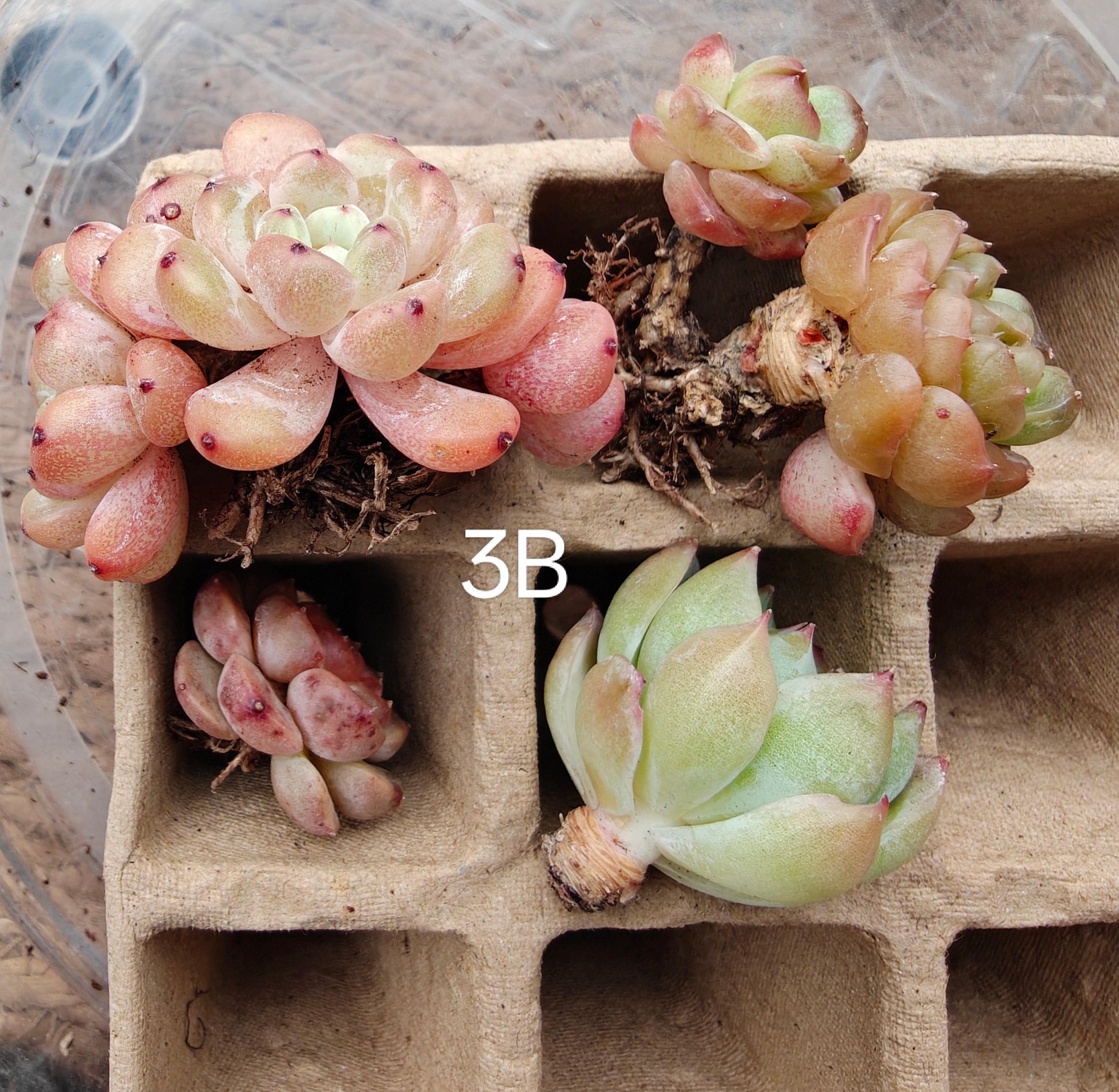 Bare Root Succulent Variety Pack – Choose 3 / 4 / 5 Types