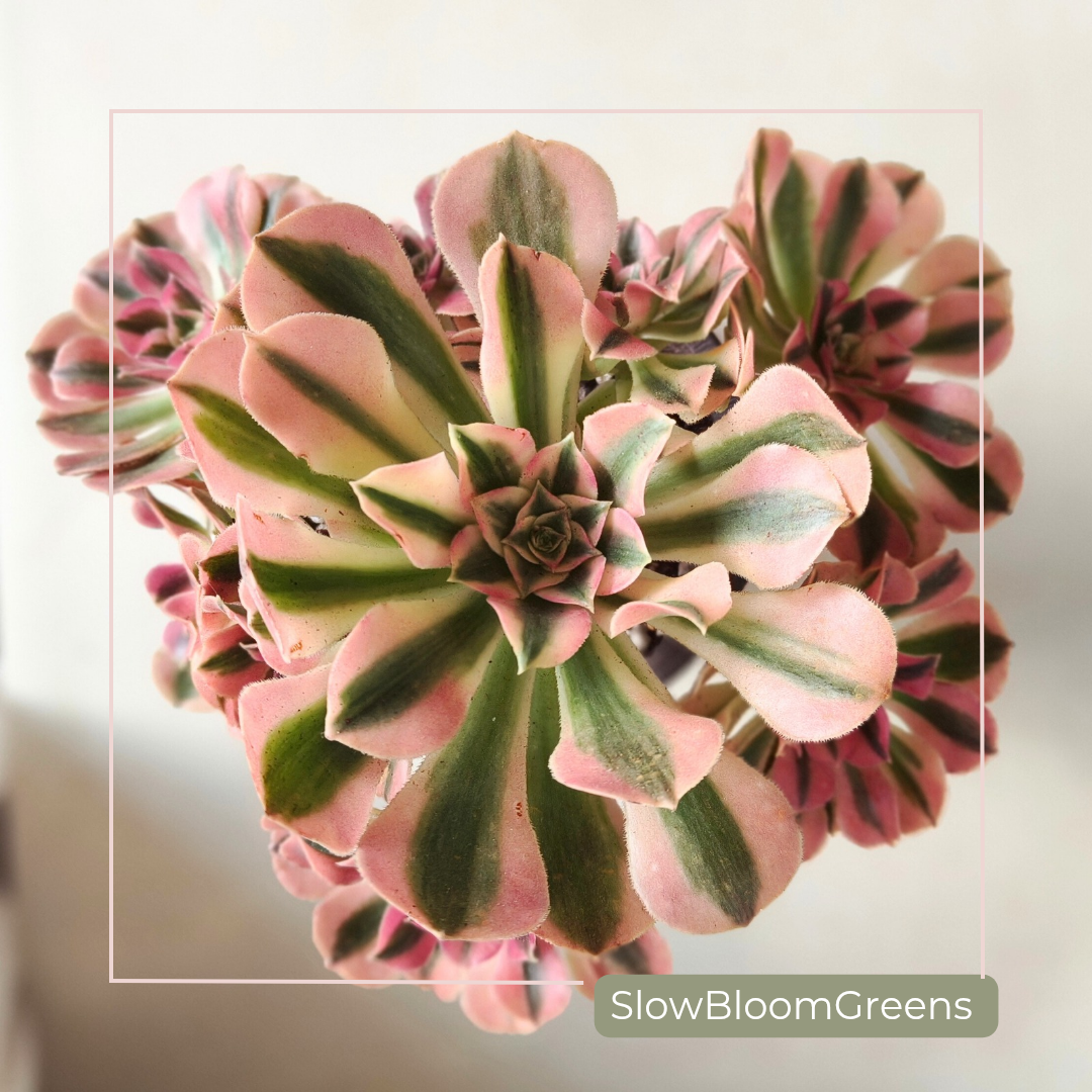 Aeonium Pink Witch Variegata – Rare Bare Root Succulent