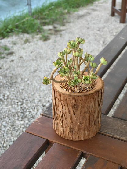 Succulent Nature Log - Echeveria Supia