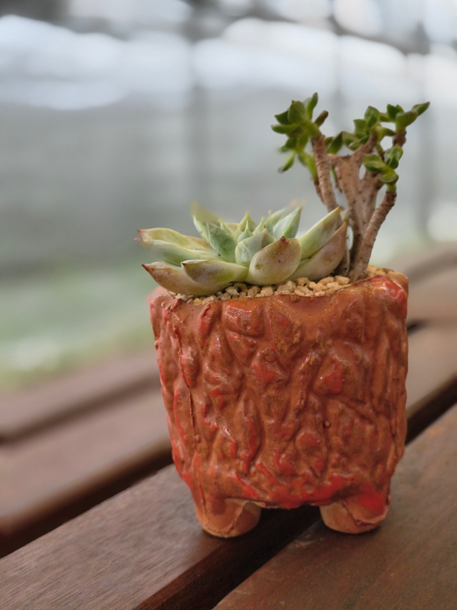 Succulent Rustica Ceramic Red – Handcrafted Succulents - SlowBloomGreens