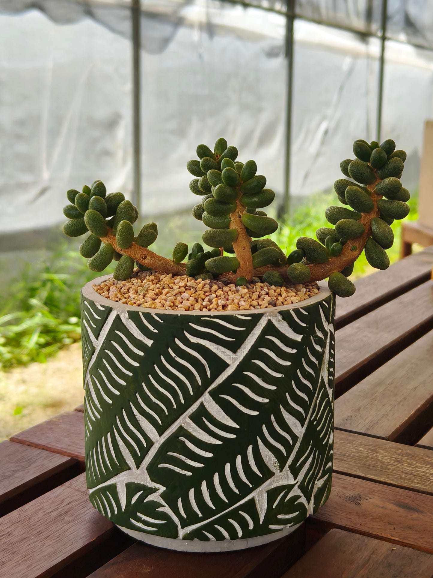 Succulent Whispering Leaves Planter – Sedum Hernandezii *Rare