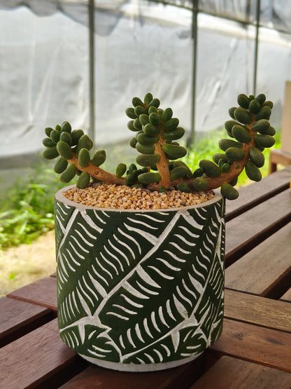 Succulent Whispering Leaves Planter – Sedum Hernandezii *Rare