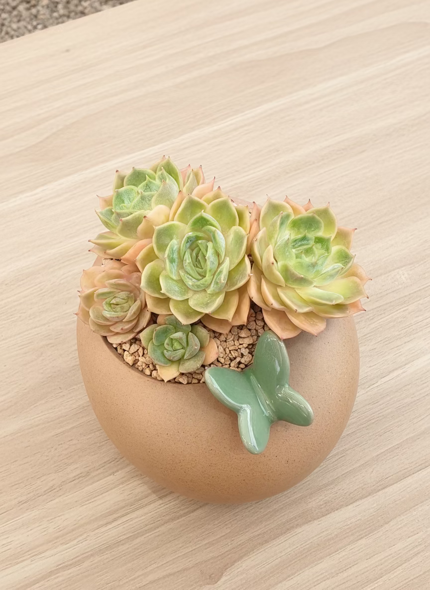 Succulent Butterfly Planter – Echeveria ‘Michella’