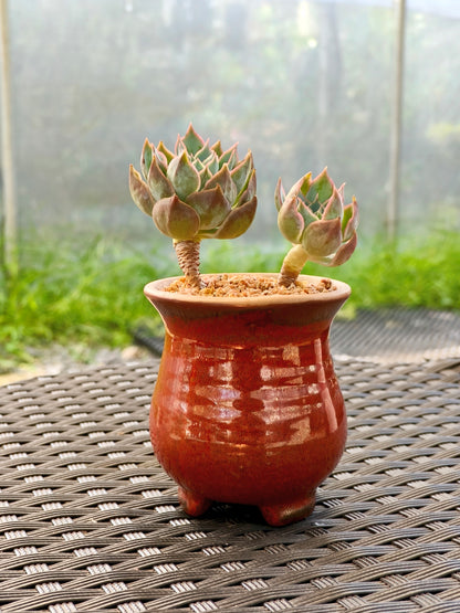 Succulent Rustica Mahogany Planter – Echeveria Peacockii - SlowBloomGreens