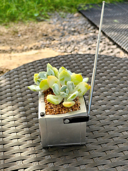 Succulent Retro Boombox – Echeveria Hybrid