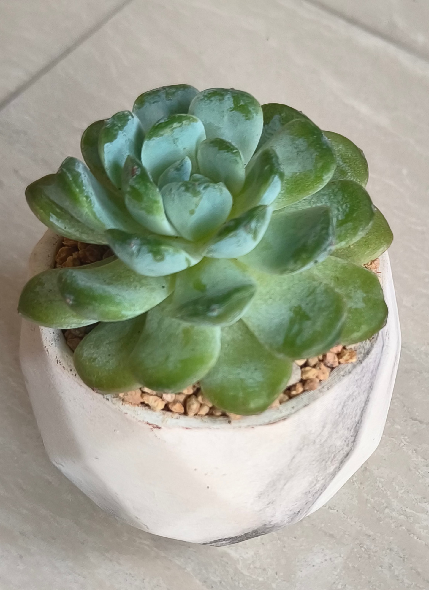 Succulent Classic Marble Ash Planter – Echeveria Ice Green