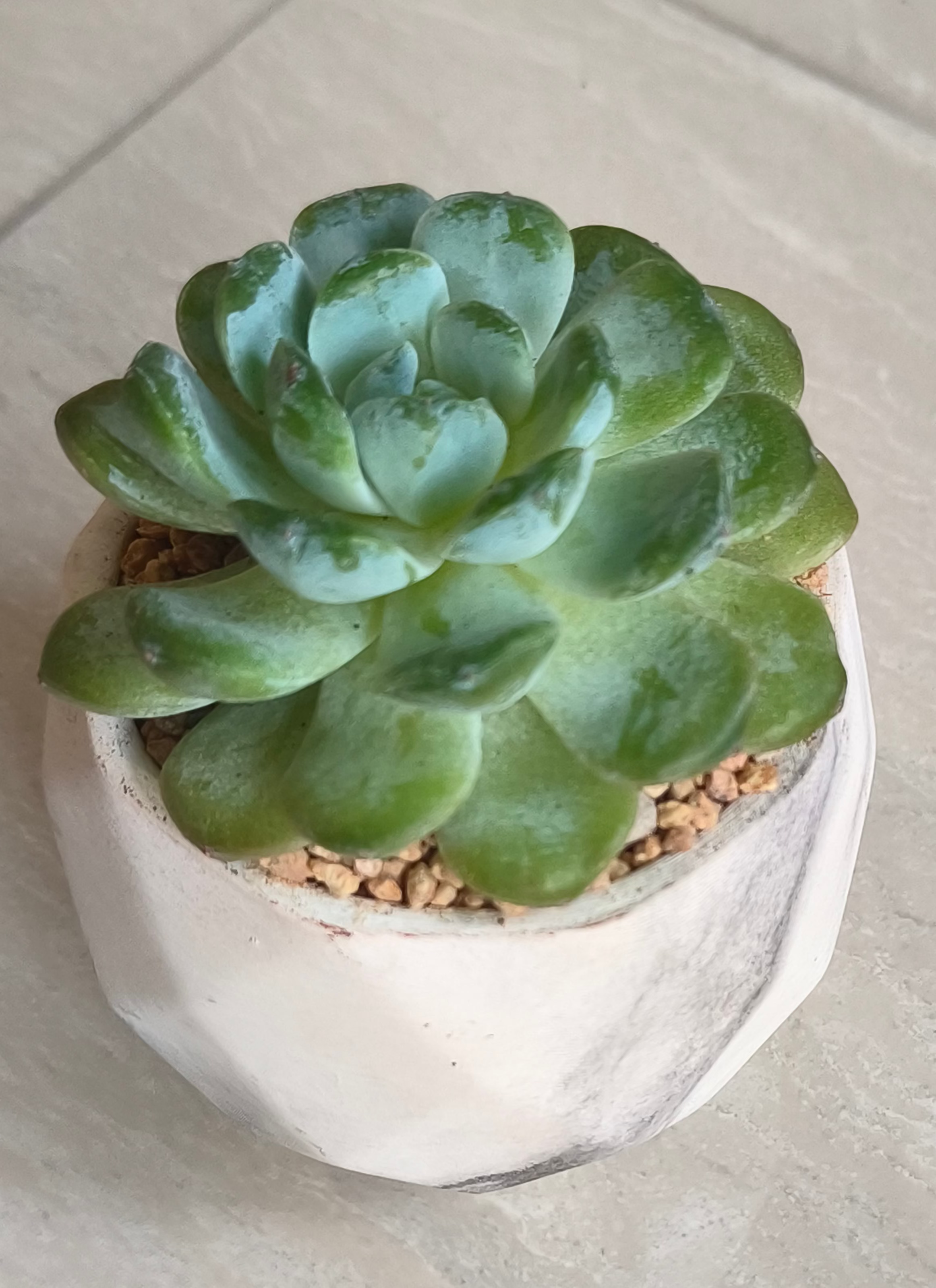 Succulent Classic Marble Ash Planter – Echeveria Ice Green - SlowBloomGreens