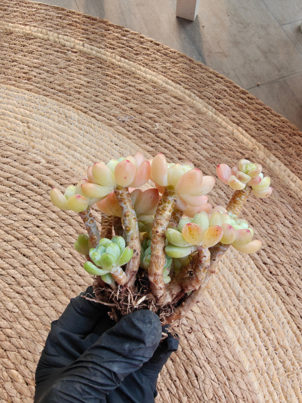 Tiscalatengo Gorge Sedum – Bare Root Succulent - SlowBloomGreens
