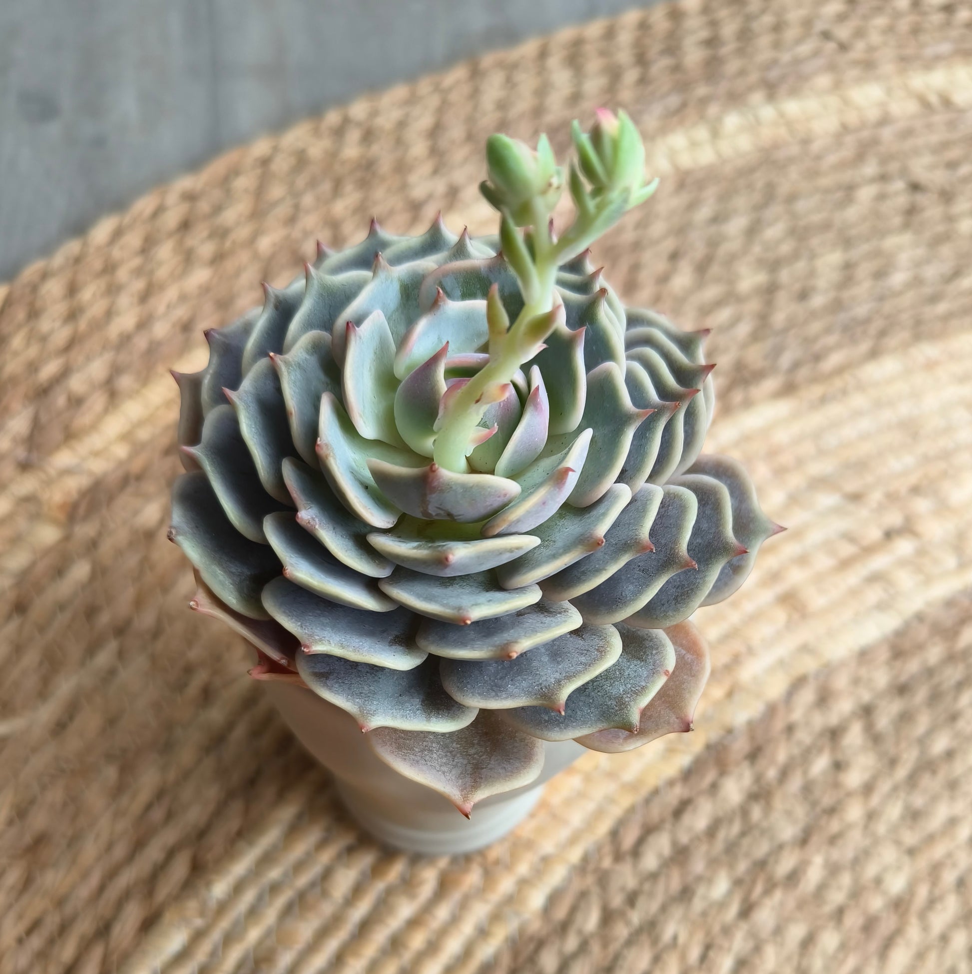 Succulent Serene Muse Face Planter – Echeveria ‘Lola’ - SlowBloomGreens