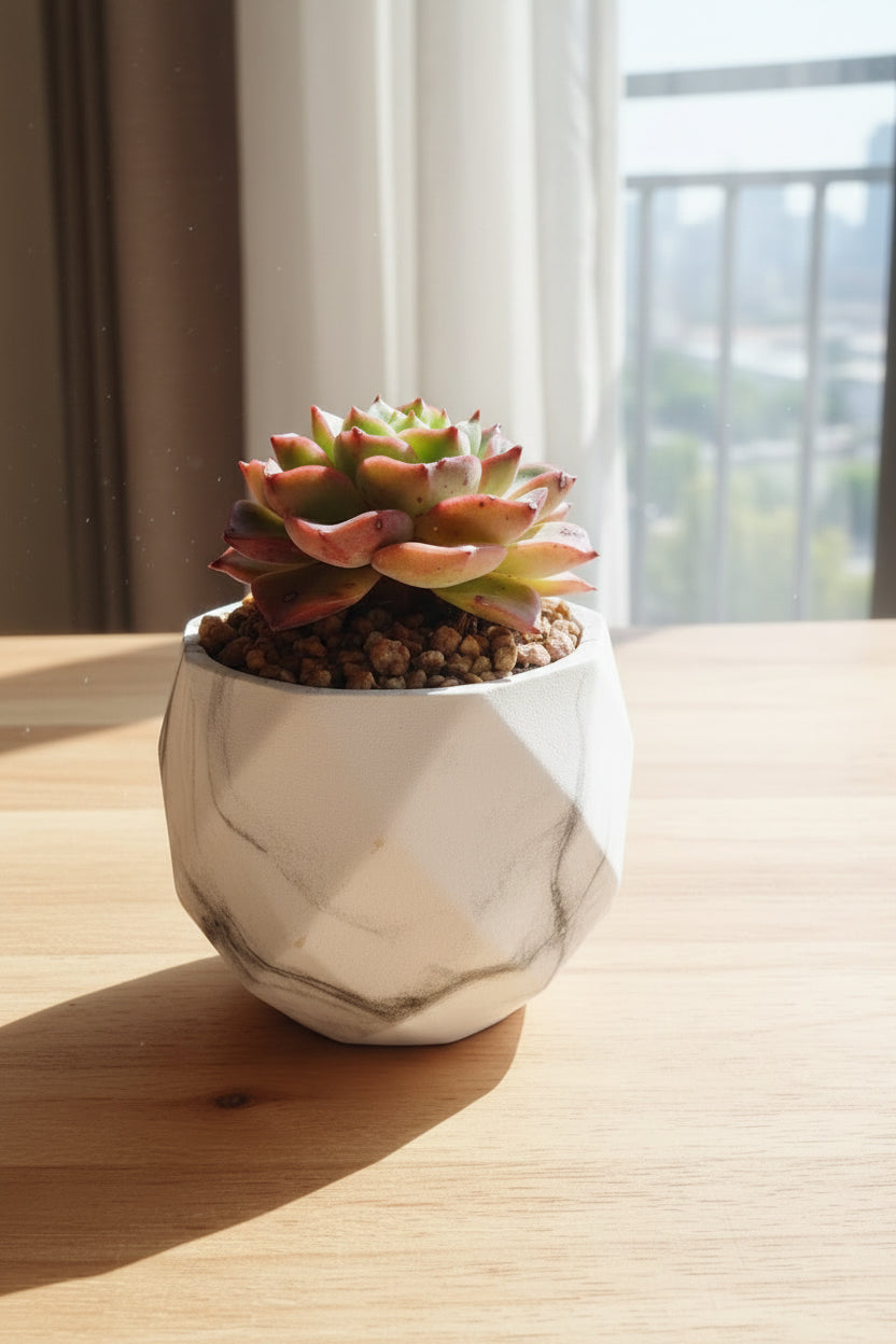Classic Marble Ash Planter – Echeveria Agavoides - SlowBloomGreens