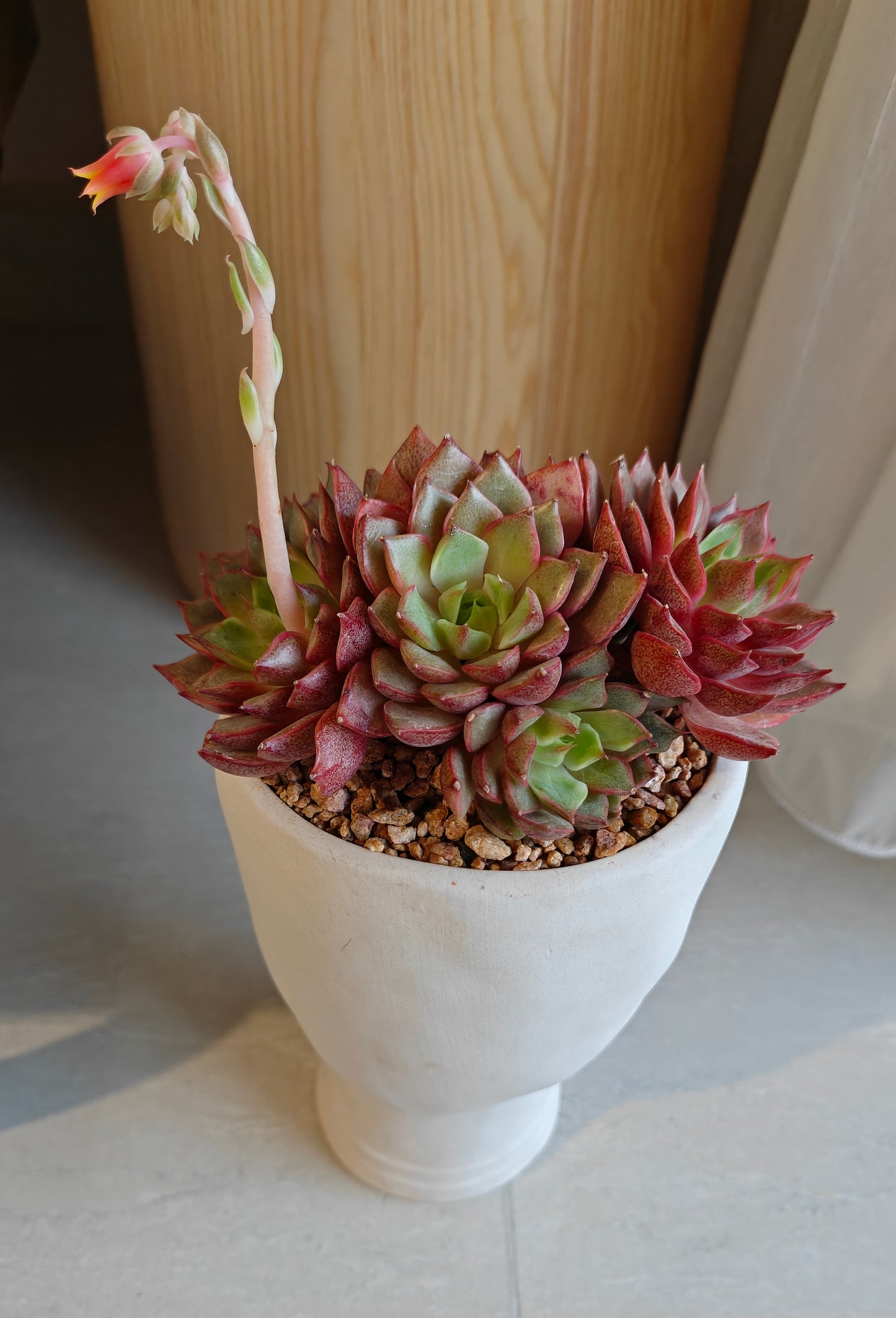 Succulent Serene Muse Face Planter – Echeveria Agavoides (4-Headed Blooming) - SlowBloomGreens
