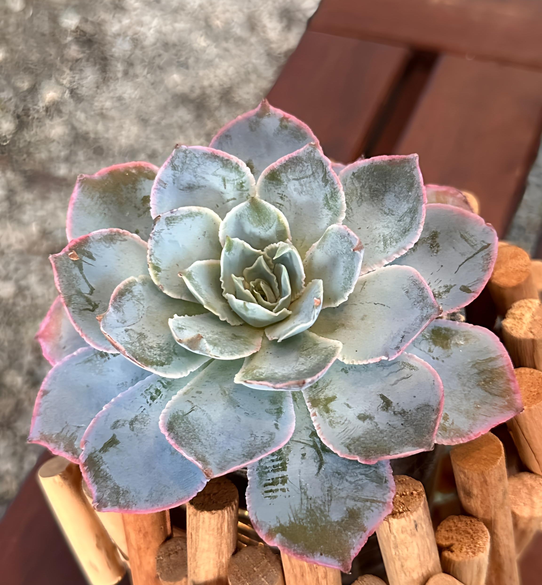Succulent Starter Planter - Peacock Echeveria