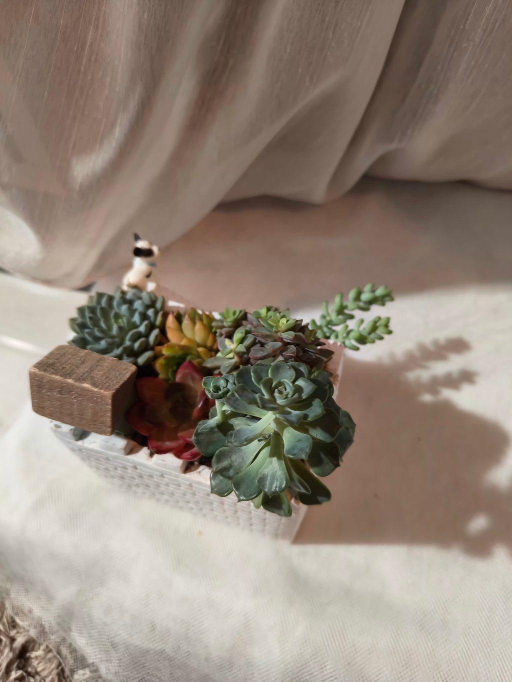 Succulent Sakura Blue - Sedum Lucidum - SlowBloomGreens