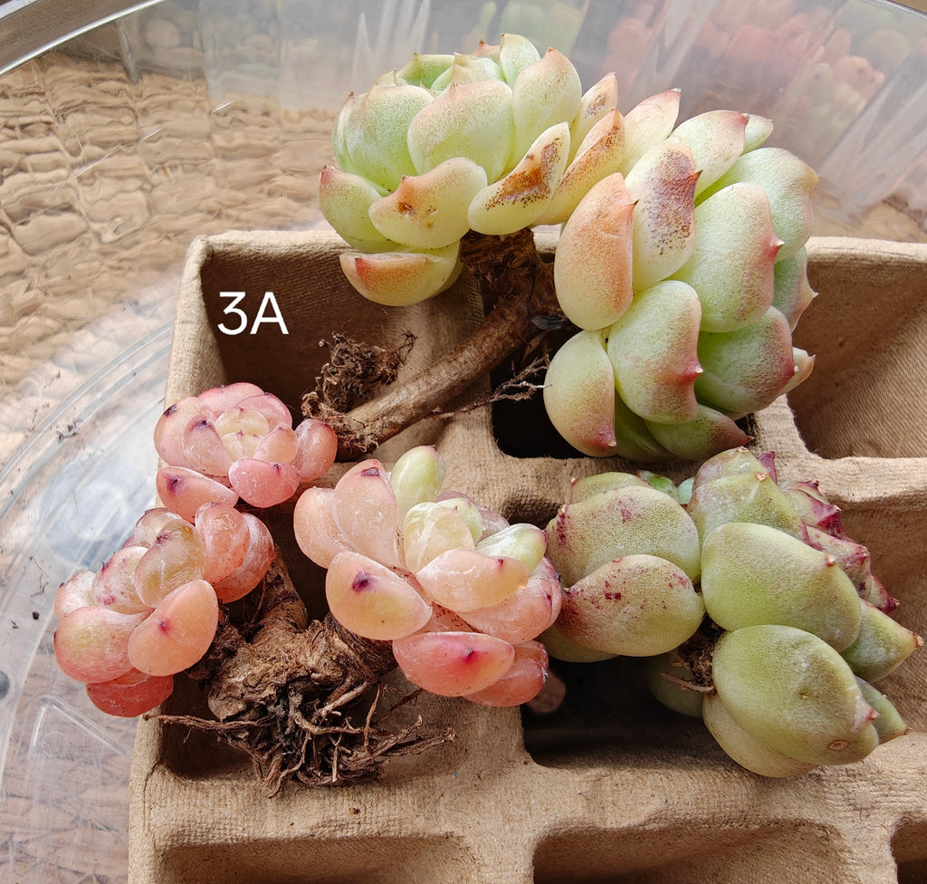 Bare Root Succulent Variety Pack – Choose 3 / 4 / 5 Types