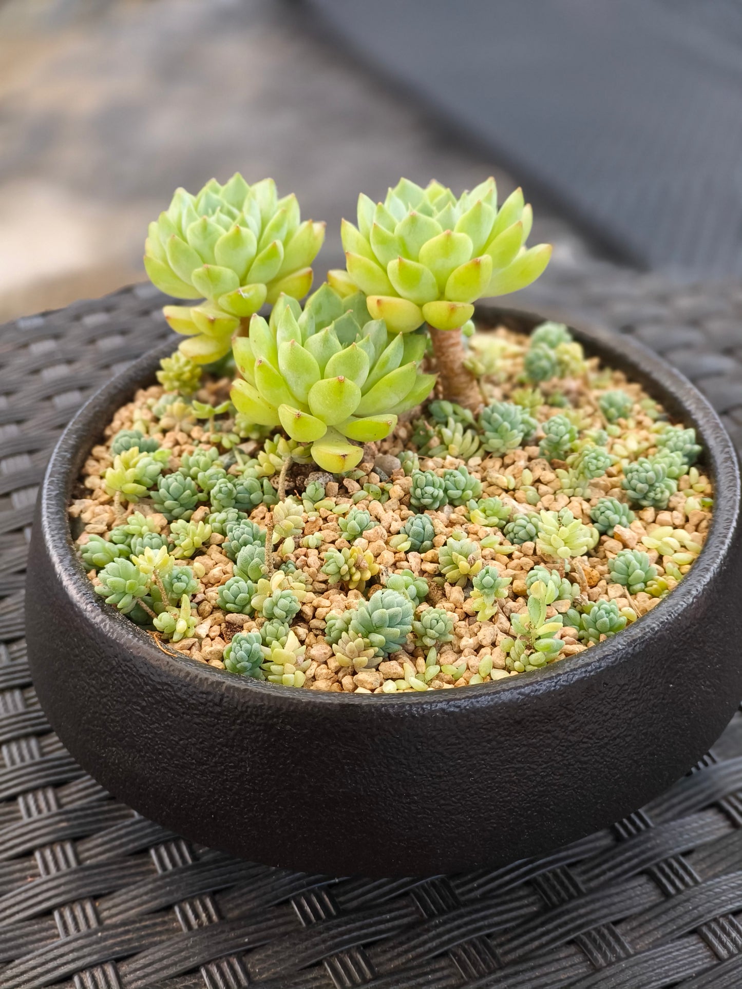 Succulent Classic Black Planter – Echeveria ‘Lime n Chili’ & Blue Tears Sedum