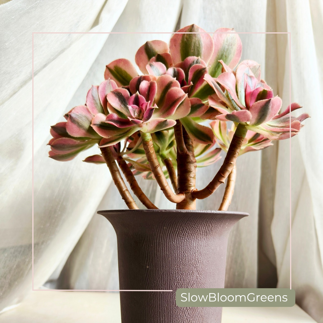 Aeonium Pink Witch Variegata – Rare Bare Root Succulent