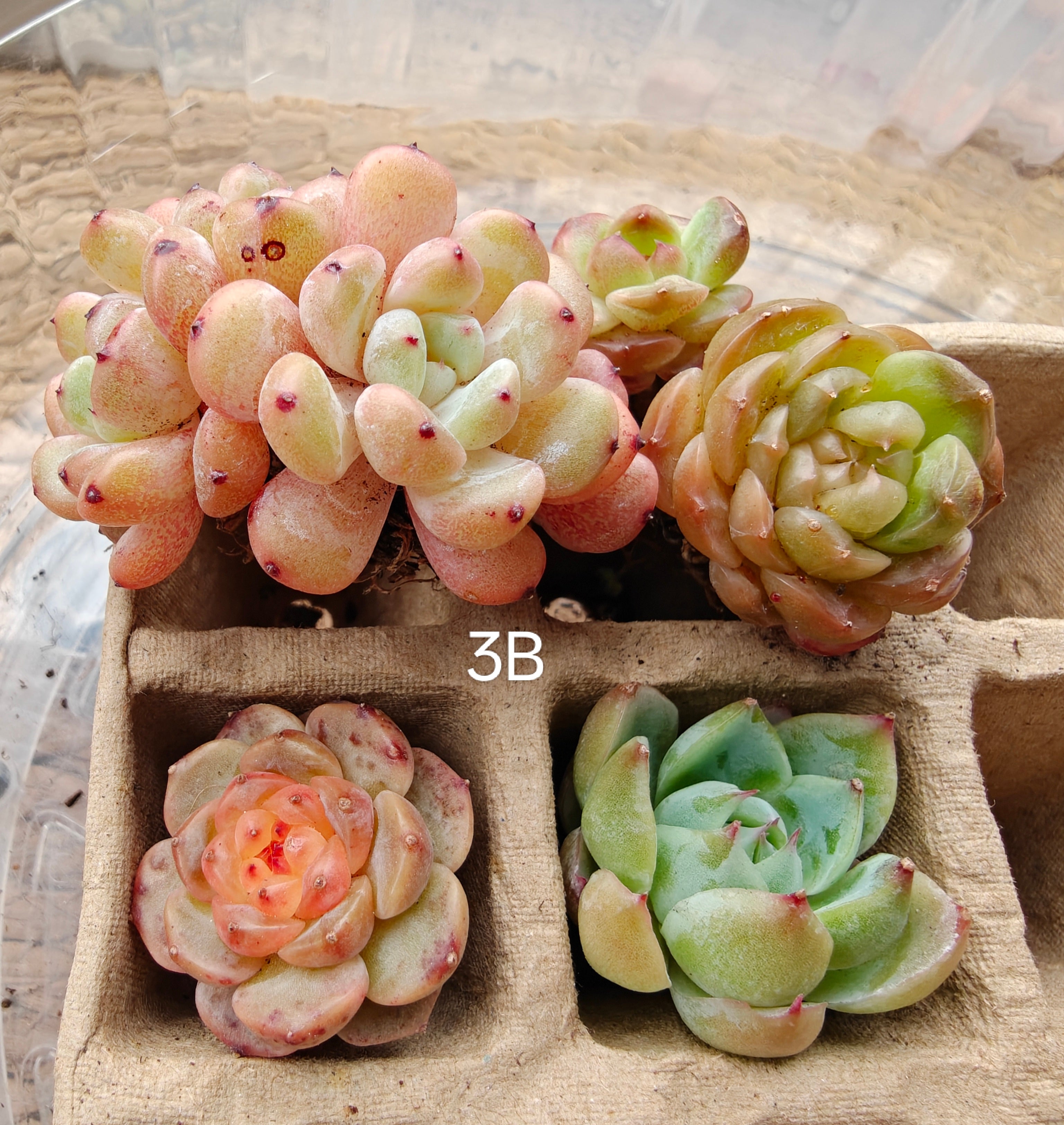 Bare Root Succulent Variety Pack – Choose 3 / 4 / 5 Types - SlowBloomGreens