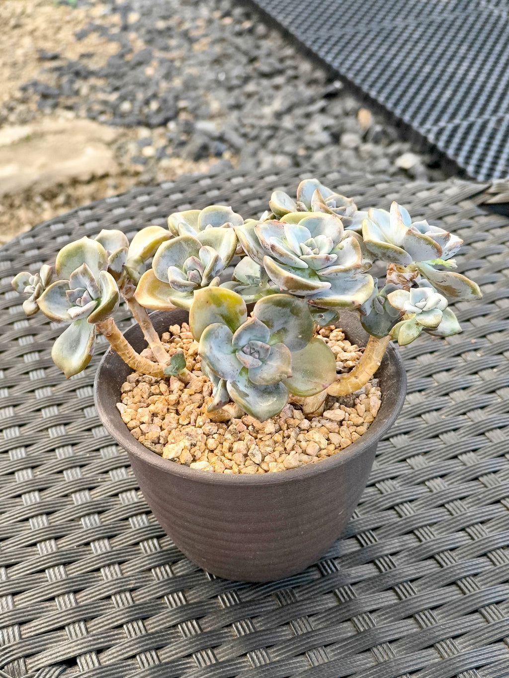 Succulent Starter Planter - Graptopetalum ‘Purple Delight’ - SlowBloomGreens