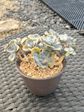 Succulent Starter Planter - Graptopetalum ‘Purple Delight’ - SlowBloomGreens