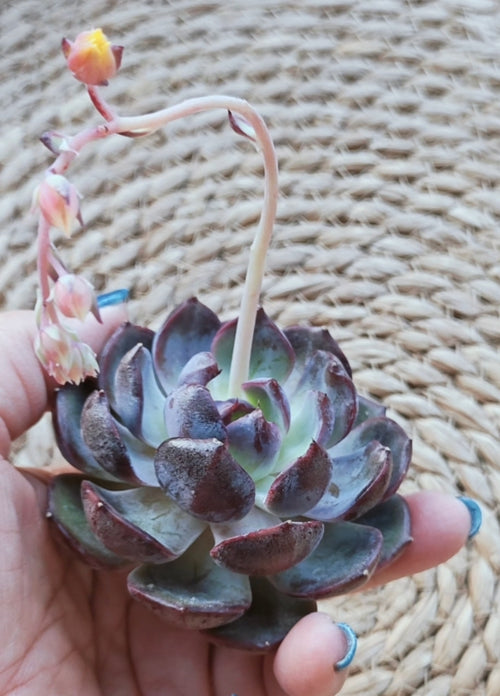 Echeveria ‘Black Prince’ – Bare Root Succulent (BP2) - SlowBloomGreens