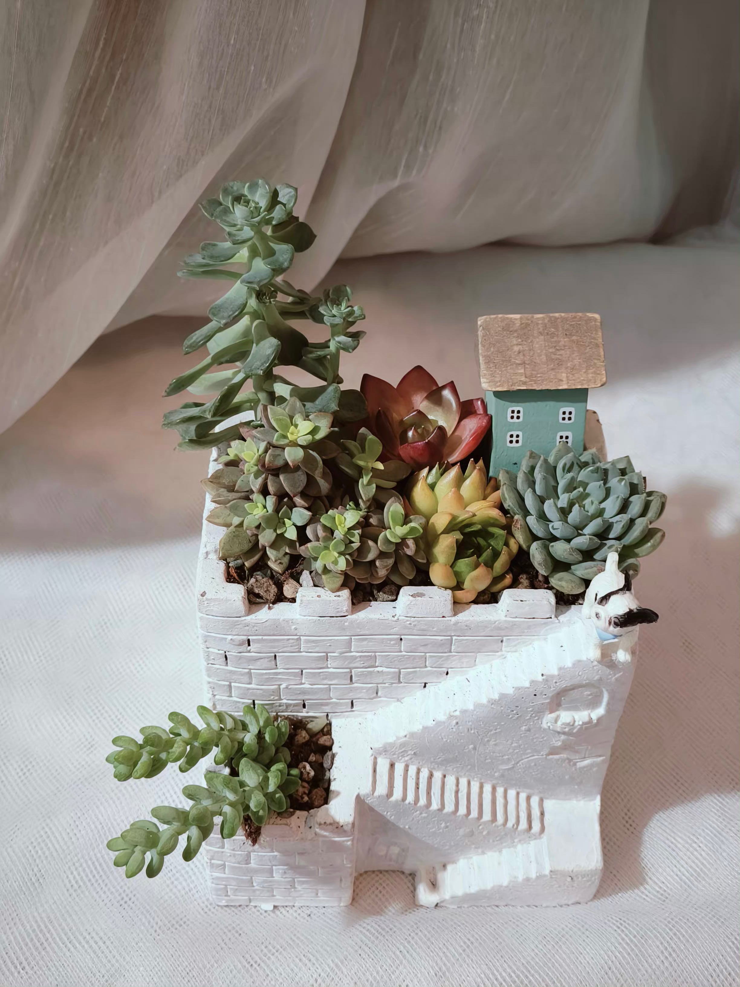 Succulent Sakura Blue - Sedum Lucidum - SlowBloomGreens